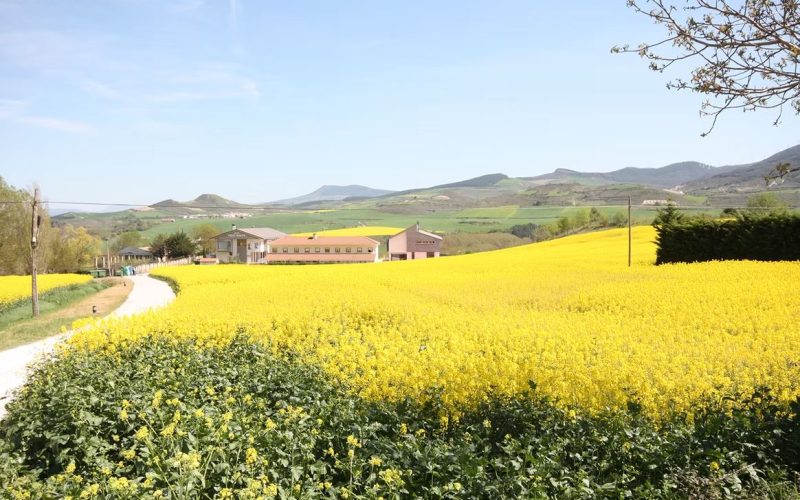 campo